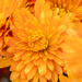 Orange chrysanthemum  by yorkshirekiwi