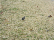 19th Mar 2021 - Bird in Front Yard