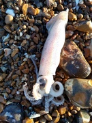 19th Mar 2021 - Squid on the Beach
