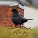 Blackbird by plainjaneandnononsense