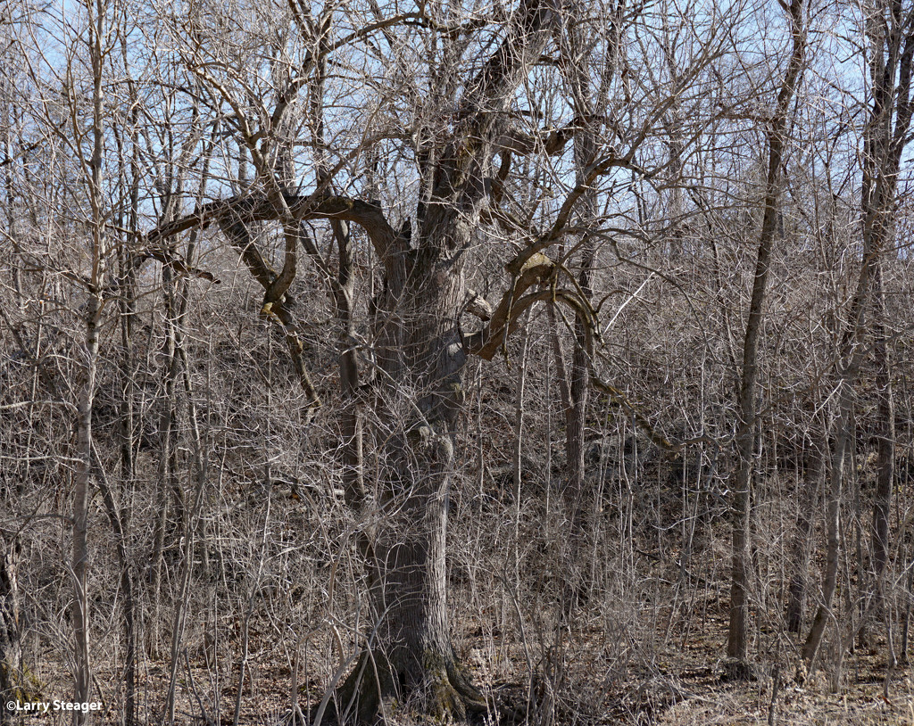 Fine old tree by larrysphotos