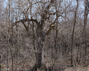19th Mar 2021 - Fine old tree