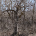 Fine old tree by larrysphotos