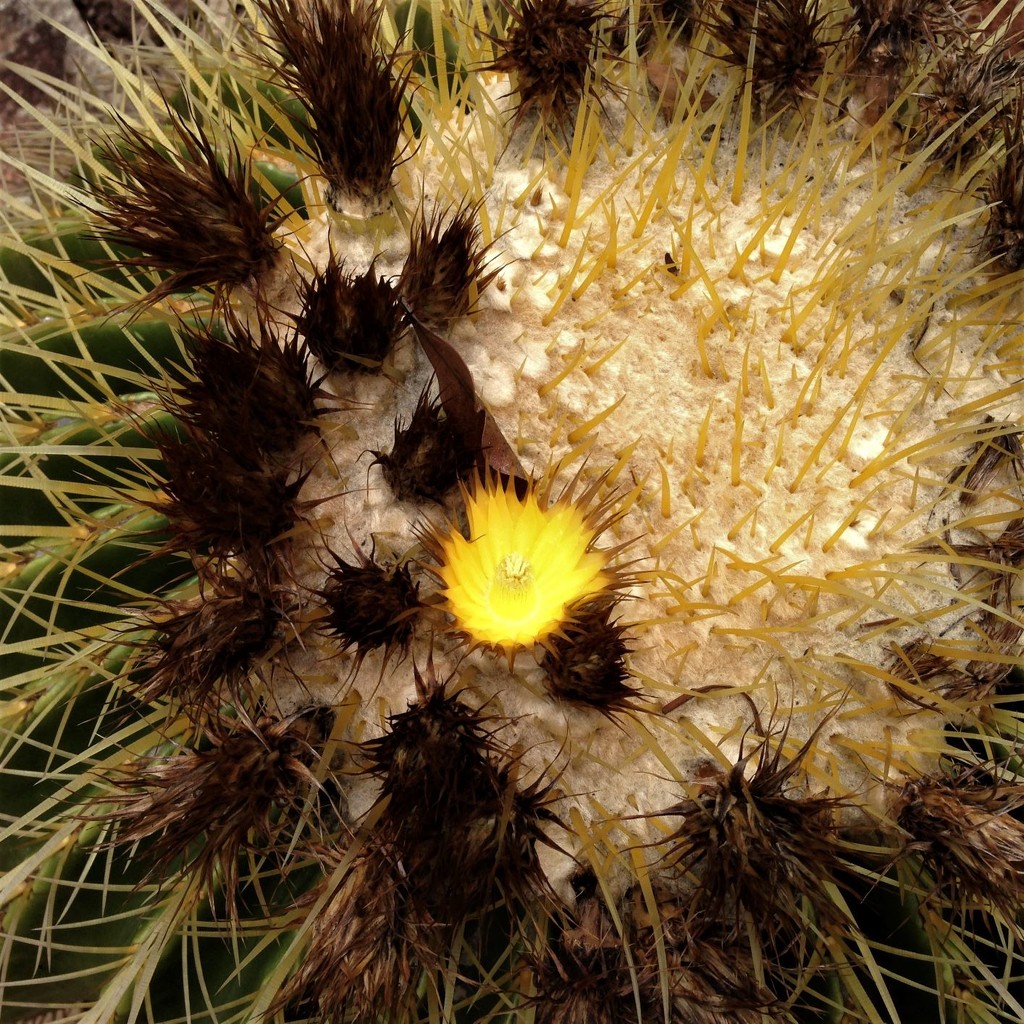 A Yellow flower on a Barrel cactus  by kerenmcsweeney