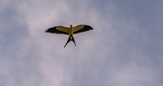 19th Mar 2021 - My First Swallowtail Kite for the Season!