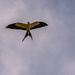 My First Swallowtail Kite for the Season! by rickster549