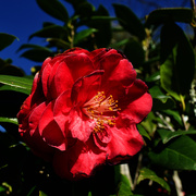 1st Mar 2021 - I love camellias