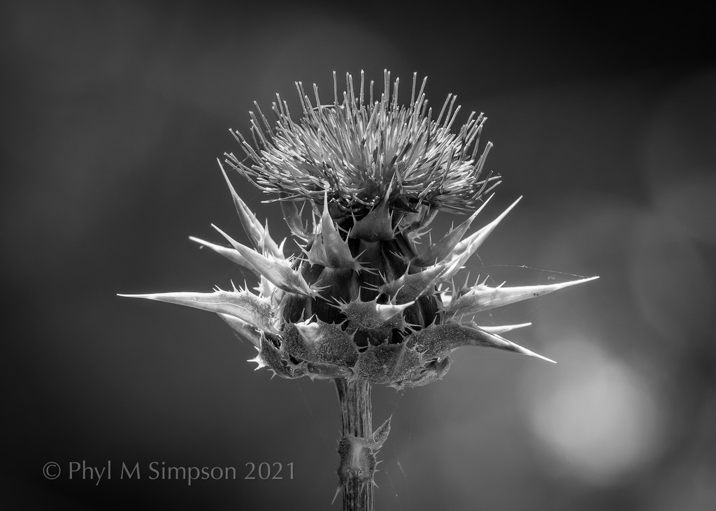 Thistle In The Wind by elatedpixie