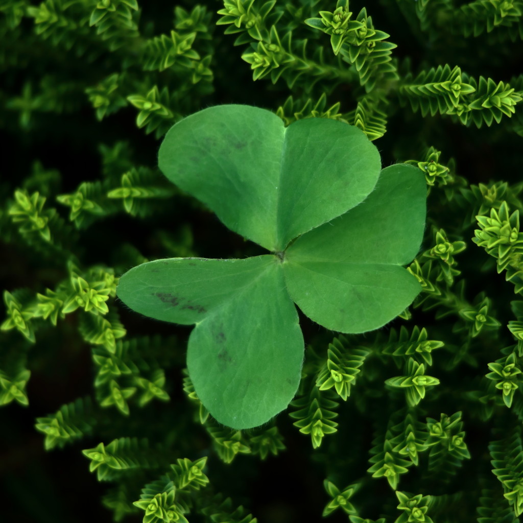 Hoping a 3 leaved clovers brings luck? by suez1e