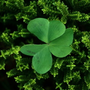 18th Mar 2021 - Hoping a 3 leaved clovers brings luck?