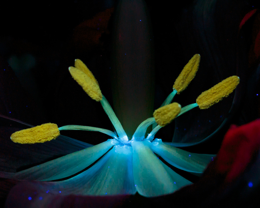 UV tulip by lindasees