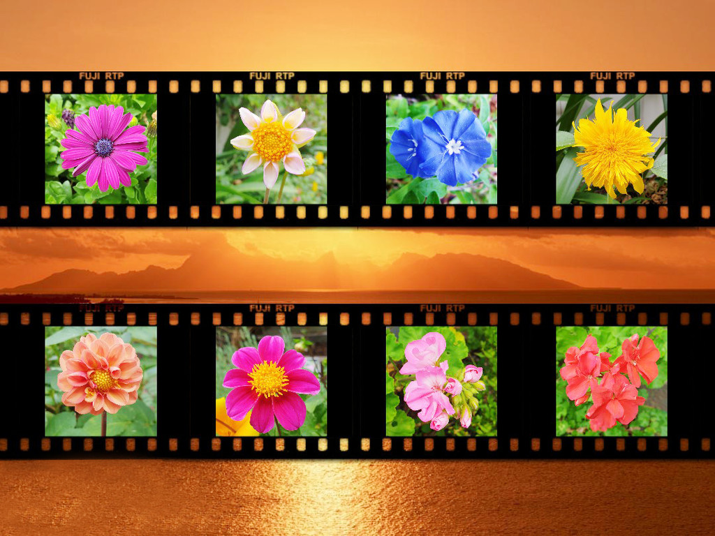 Flower Photo Strip by onewing