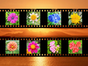 20th Mar 2021 - Flower Photo Strip