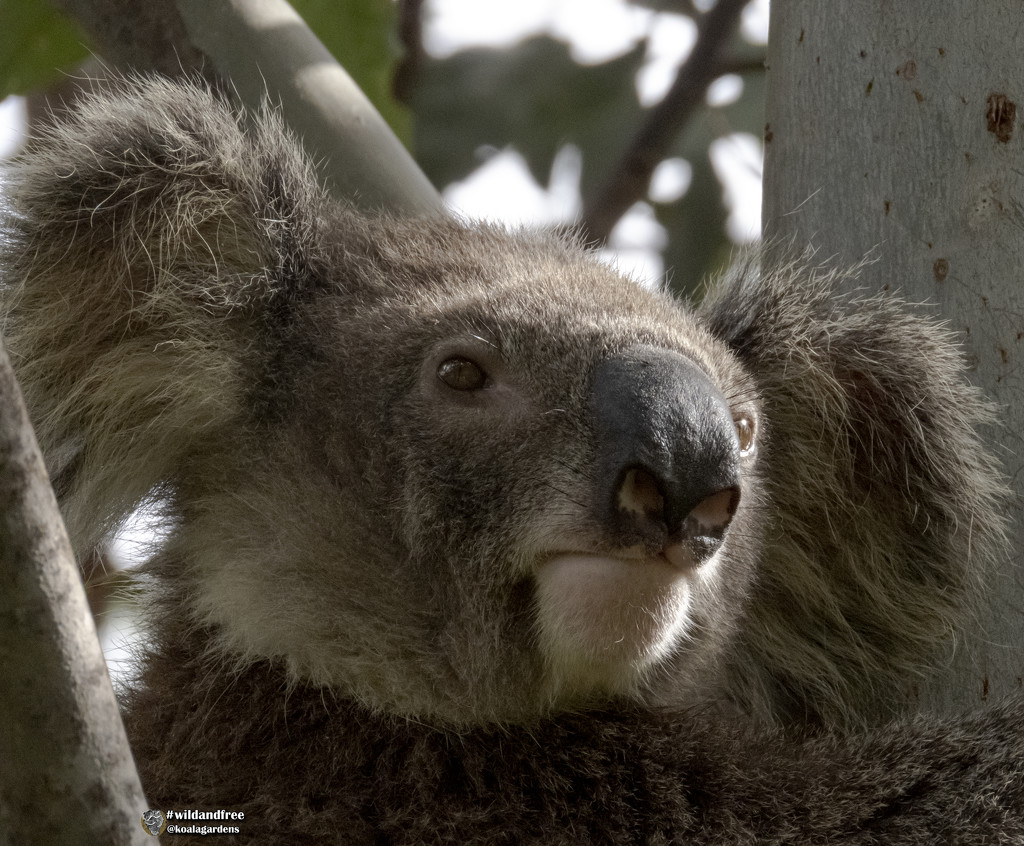 a little glint in the eye by koalagardens