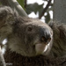 a little glint in the eye by koalagardens