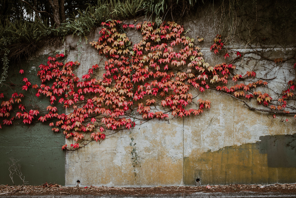 Autumn wall by brigette