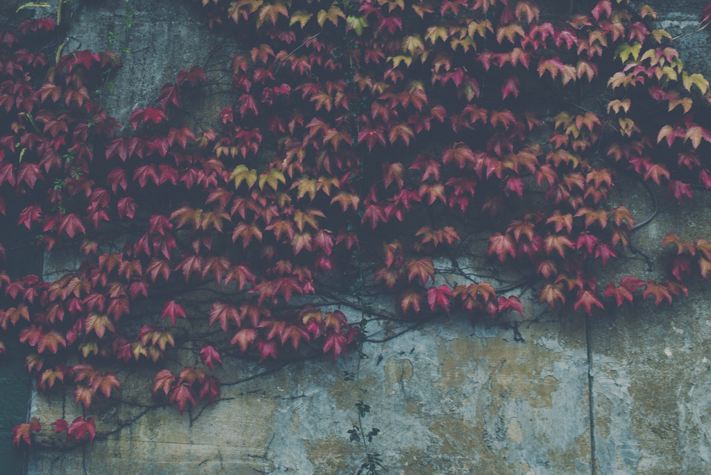 Grungy wall, lovely autumn leaf display by brigette