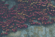11th Apr 2021 - Grungy wall, lovely autumn leaf display