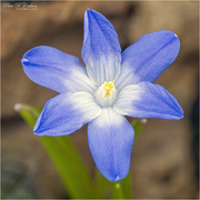 19th Mar 2021 - Tiny Blue Flower