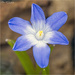 Tiny Blue Flower by pcoulson