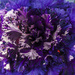 Ornamental Cabbage by k9photo
