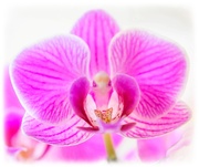 20th Mar 2021 - Miniature Orchid
