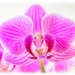 Miniature Orchid by carolmw