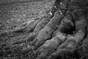 25th Feb 2021 - Roots