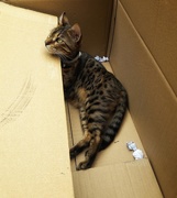 18th Jul 2020 - Cats and cardboard..