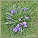 A Clumps of Crocuses. by ladymagpie