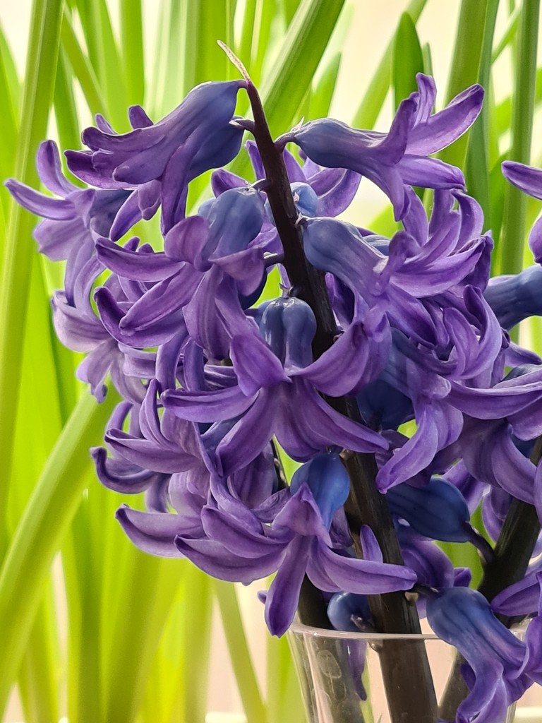 Hyacinths by serendypyty
