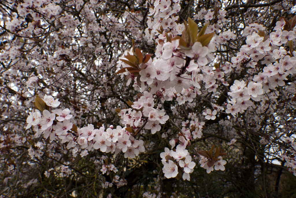 Abundance Of Blossom by 365projectorglisa