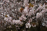 20th Mar 2021 - Abundance Of Blossom