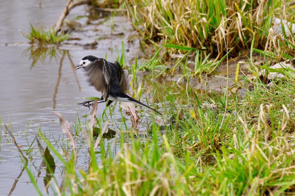 FLEEING WAGTAIL by markp