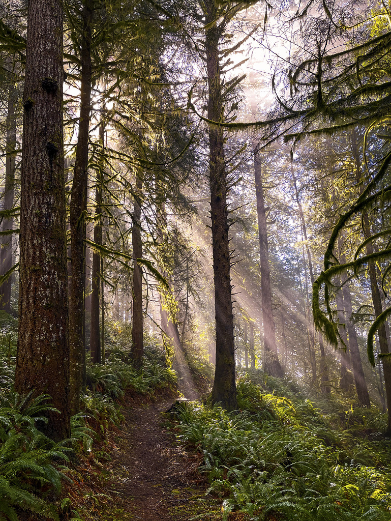 Forest Rays by jgpittenger