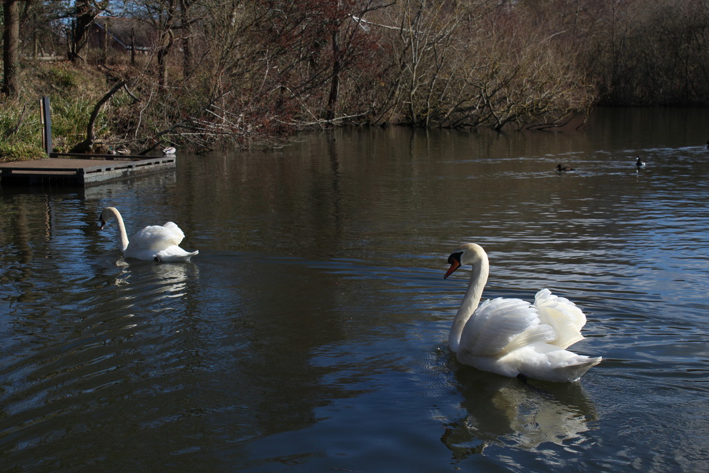 March 17th Swan SOOC by valpetersen