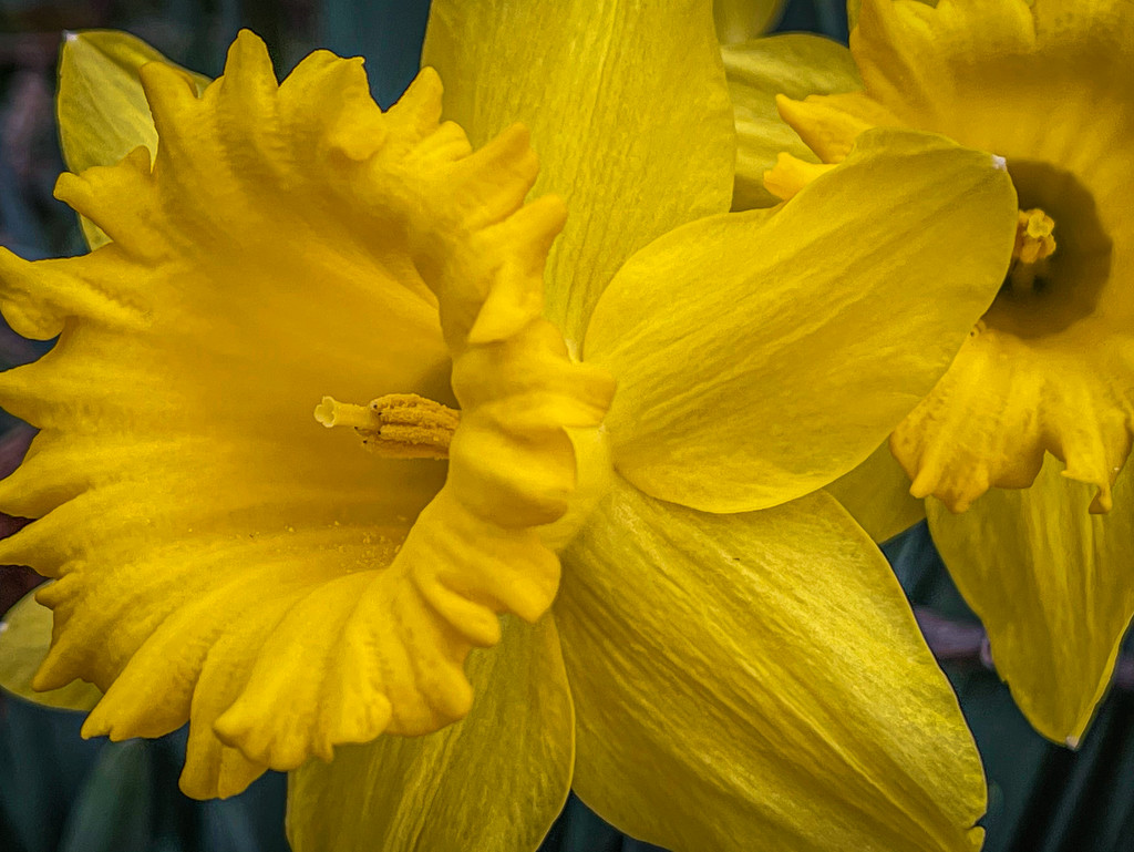 Daffodils by jbritt
