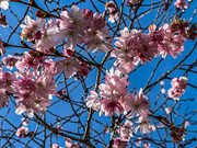 13th Mar 2021 - Cherry Blossoms