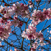 Cherry Blossoms by jbritt