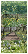 20th Mar 2021 - Hosts of Golden Daffodils and a Few Hyacinths 