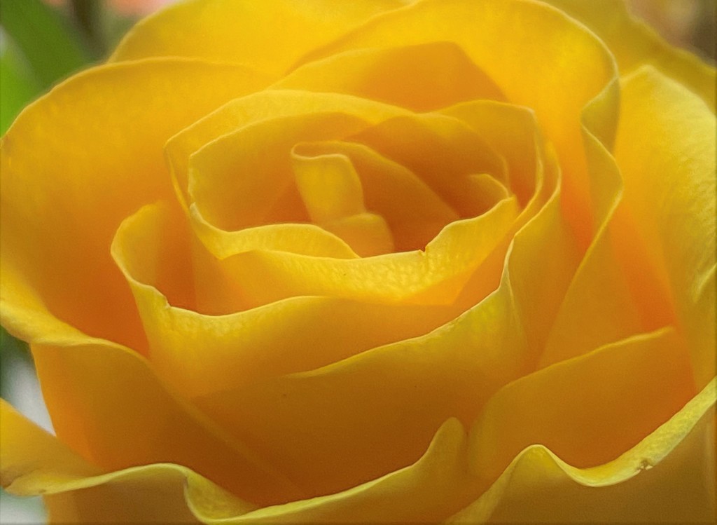 Yellow Rose by lynnz