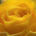 Yellow Rose by lynnz