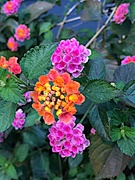 20th Mar 2021 - Lantana are blooming early