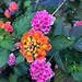 Lantana are blooming early by congaree