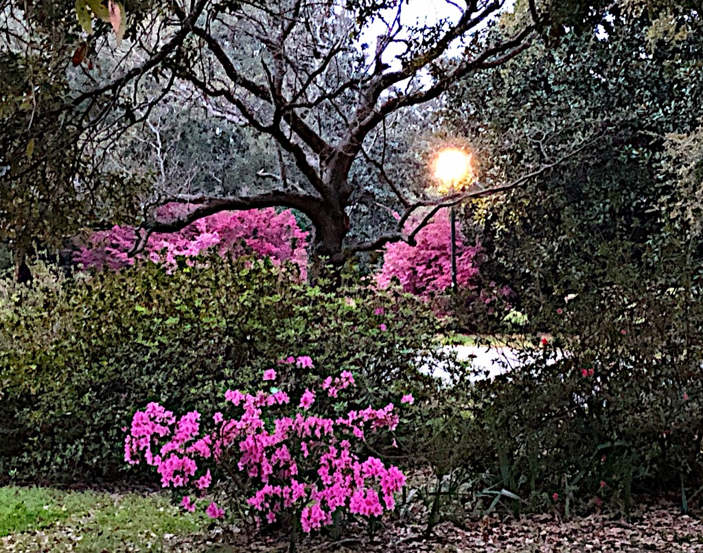 Early Spring evening, Hampton Park by congaree