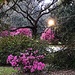 Early Spring evening, Hampton Park by congaree