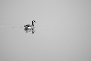 19th Mar 2021 - Waterfowl Study In Black & White