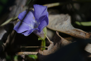 19th Mar 2021 - periwinkle 