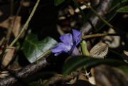 19th Mar 2021 - periwinkle 