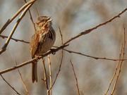 20th Mar 2021 - song sparrow 